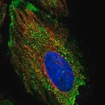 Merck Anti-NFKBID antibody produced in rabbit