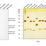Thermo Fisher Scientific Goat anti-Chicken IgY (H+L) Secondary Antibody, HRP