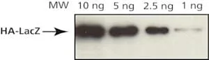 Merck ANTI-HA ANTIBODY, MOUSE MONOCLONAL, CLO&