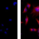 Thermo Fisher Scientific F(ab`)2-Goat anti-Mouse IgG (H+L) Secondary Antibody, eFluor 570, eBioscience