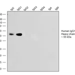 Thermo Fisher Scientific Goat anti-Human IgG1 (Heavy chain) Recombinant Secondary Antibody, HRP