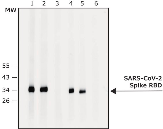 Merck Anti-SARS-CoV-2-Spike protein antibody produced in rabbit