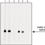 Merck Anti-SARS-CoV-2-Spike protein antibody produced in rabbit