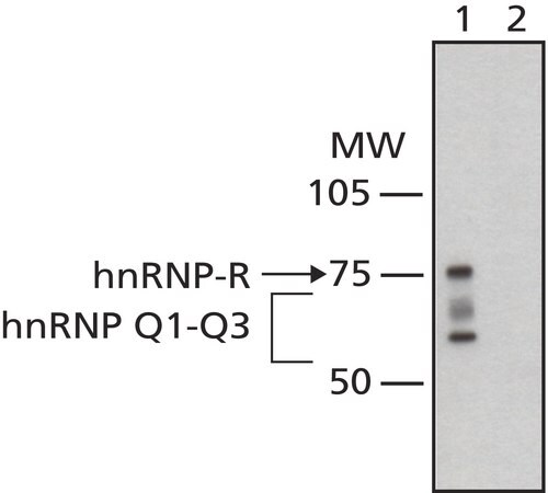 Merck Monoclonal Anti-hnRNP-Q antibody produced in mouse