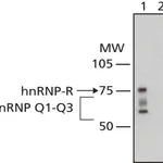 Merck Monoclonal Anti-hnRNP-Q antibody produced in mouse