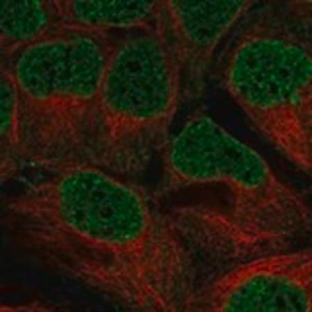 Merck Anti-WEE2 antibody produced in rabbit