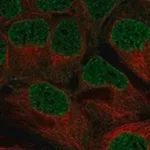 Merck Anti-WEE2 antibody produced in rabbit