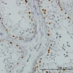 Merck Monoclonal Anti-SALL4 antibody produced in mouse