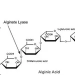 Merck ALGINATE LYASE, POWDER, >=10,000 UNITS&