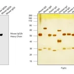 Thermo Fisher Scientific Goat anti-Mouse IgG2b Cross-Adsorbed Secondary Antibody, HRP