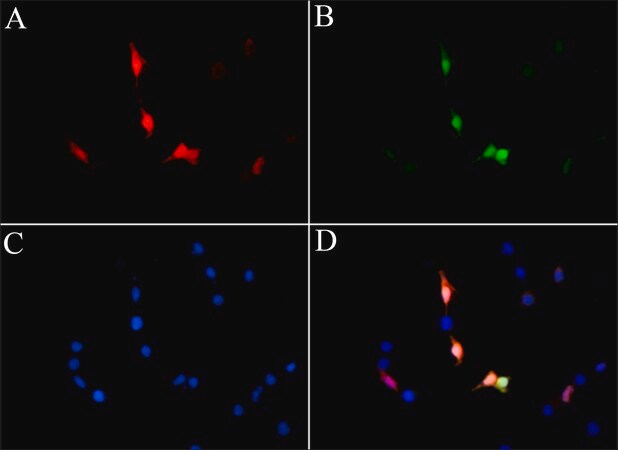 Merck Anti-LbCas12a (Cpf1) antibody, Mouse monoclonal