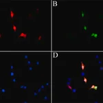 Merck Anti-LbCas12a (Cpf1) antibody, Mouse monoclonal