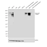 Thermo Fisher Scientific Goat anti-Human IgG Fc Cross-Adsorbed Secondary Antibody