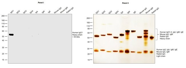 Thermo Fisher Scientific Rabbit anti-Human IgG1 Recombinant Secondary Antibody, Biotin