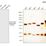 Thermo Fisher Scientific Rabbit anti-Human IgG1 Recombinant Secondary Antibody, Biotin