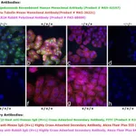 Thermo Fisher Scientific F(ab`)2-Goat anti-Human IgG (H+L) Cross-Adsorbed Secondary Antibody, FITC