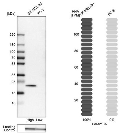 Merck Anti-FAM213A antibody produced in rabbit