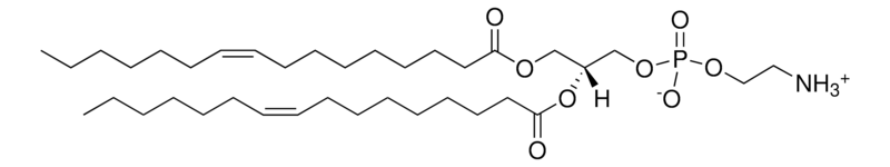 Merck 16:1 PE