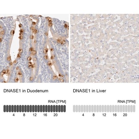 Merck Anti-DNASE1 antibody produced in rabbit