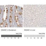 Merck Anti-DNASE1 antibody produced in rabbit