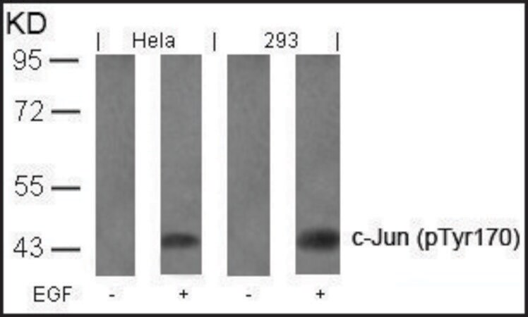 Merck Anti-phospho-JUN (pTyr170) antibody produced in rabbit