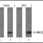 Merck Anti-phospho-JUN (pTyr170) antibody produced in rabbit