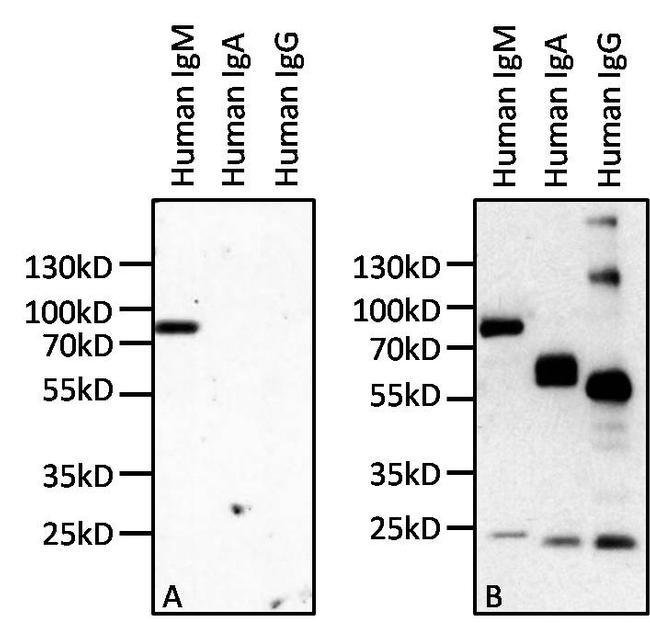 Thermo Fisher Scientific Mouse anti-Human IgM Secondary Antibody