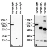 Thermo Fisher Scientific Mouse anti-Human IgM Secondary Antibody