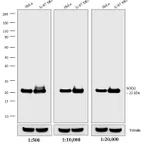 Thermo Fisher Scientific Donkey anti-Mouse IgG (H+L) Secondary Antibody, HRP