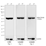 Thermo Fisher Scientific F(ab`)2-Goat anti-Rat IgG (H+L) Cross-Adsorbed Secondary Antibody, Biotin