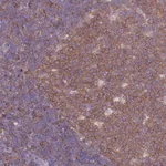 Merck Anti-NAMPT antibody produced in rabbit