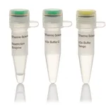 Thermo Fisher Scientific Eco31I (BsaI) (10 U/μL), 1,000 units