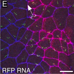 Merck MONOCLONAL ANTI-ACETYLATED-TUBULIN, &