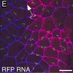 Merck MONOCLONAL ANTI-ACETYLATED-TUBULIN, &