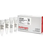 Thermo Fisher Scientific Quantu<u>mRNA</u> Classic 18S Internal Standard