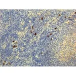 Thermo Fisher Scientific Rabbit anti-Human IgG4 Recombinant Secondary Antibody