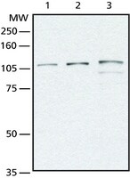 Merck ANTI-OGlCNAC TRANSFERASE (OGT) (DM-17) &