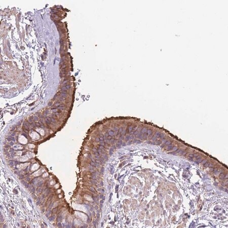 Merck Anti-RHOU antibody produced in rabbit