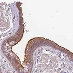 Merck Anti-RHOU antibody produced in rabbit