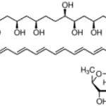 Merck AMPHOTERICINB FROM FROM STREPTOMYCES S&