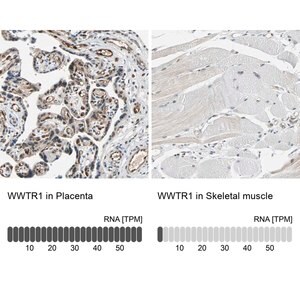 Merck ANTI-WWTR1
