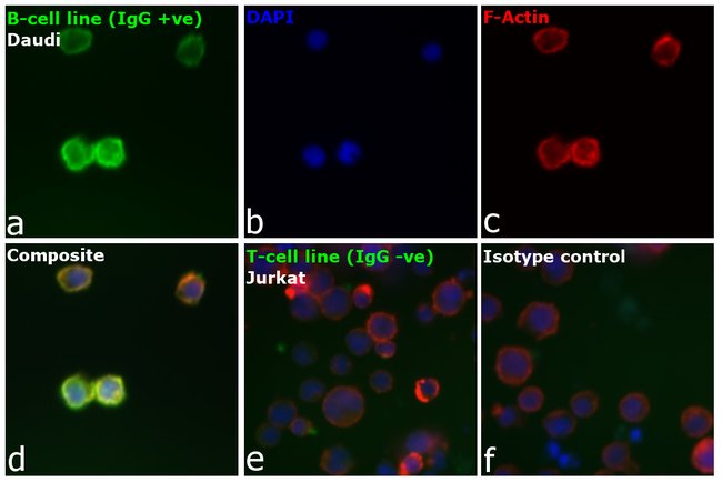 Thermo Fisher Scientific Goat anti-Human IgG F(ab`)2 Cross-Adsorbed Secondary Antibody