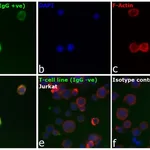 Thermo Fisher Scientific Goat anti-Human IgG F(ab`)2 Cross-Adsorbed Secondary Antibody