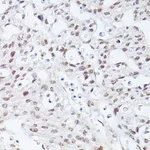 Merck Anti-Islet1 antibody produced in rabbit