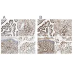 Merck ANTI-SUN1 antibody produced in rabbit