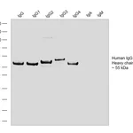Thermo Fisher Scientific Goat anti-Human IgG Fc Recombinant Secondary Antibody, HRP