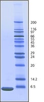 Merck UBIQUITIN FROM BOVINE ERYTHROCYTES