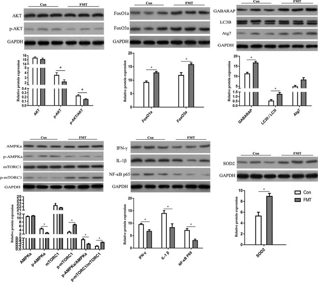 Thermo Fisher Scientific Goat anti-Mouse IgG (H+L) Secondary Antibody