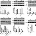 Thermo Fisher Scientific Goat anti-Mouse IgG (H+L) Secondary Antibody