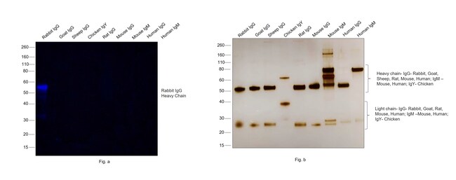 Thermo Fisher Scientific F(ab`)2-Goat anti-Rabbit IgG (H+L) Secondary Antibody, Qdot 800
